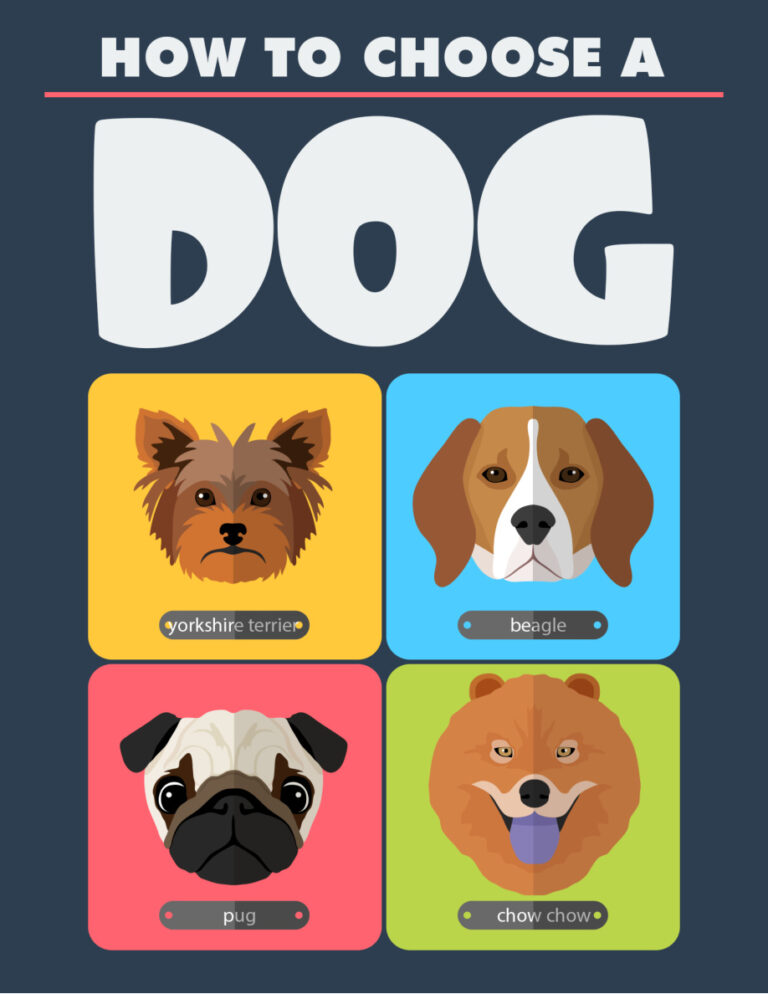 6841654493708 how to choose a dog Kitap Kapağı
