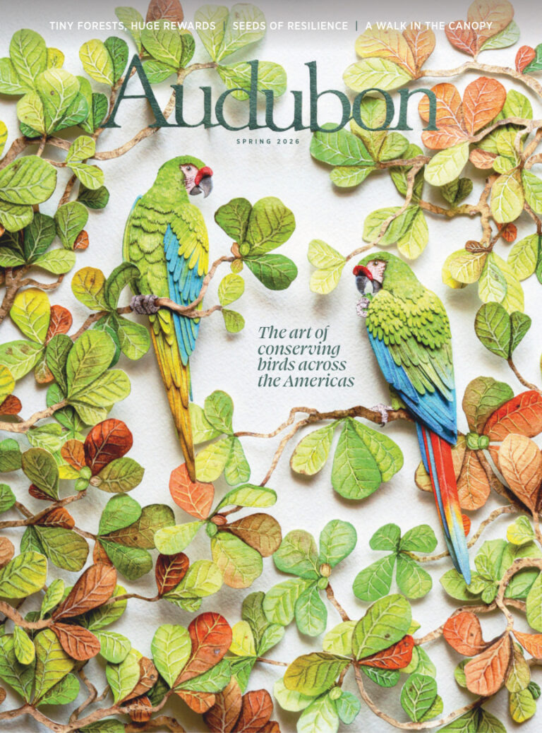 Audubon Spring 2026 Audubon Kitap Kapağı