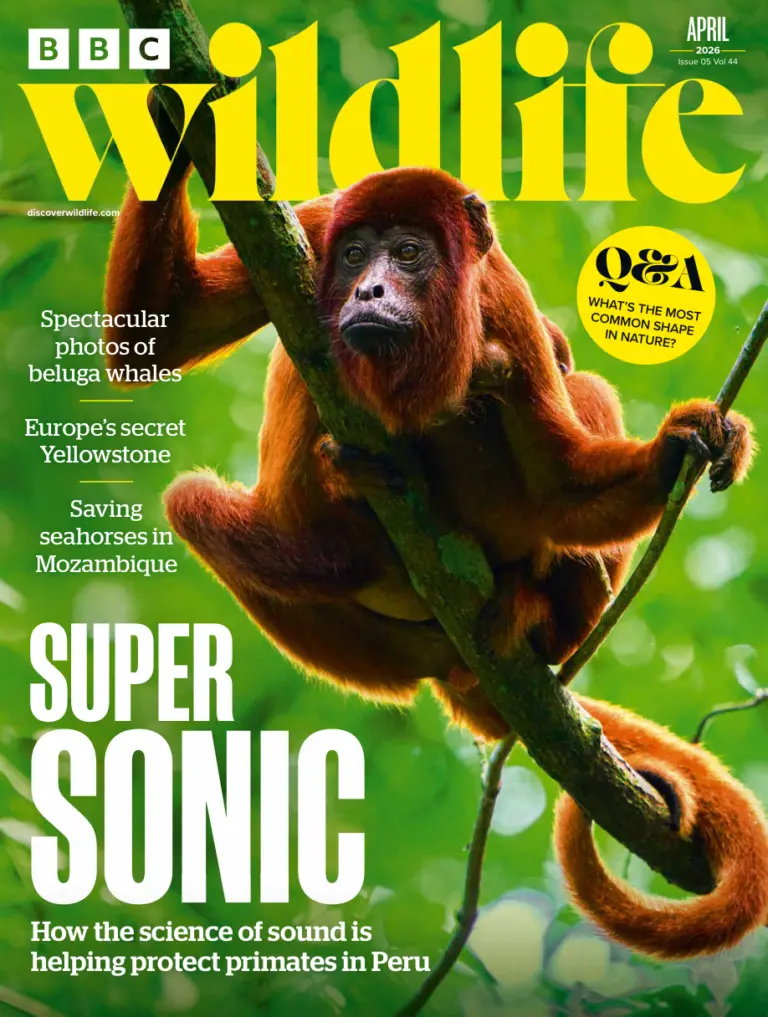 BBC Wildlife Magazine Vol 44 Issue 05 April 2026 BBC Wildlife Magazine Kitap Kapağı