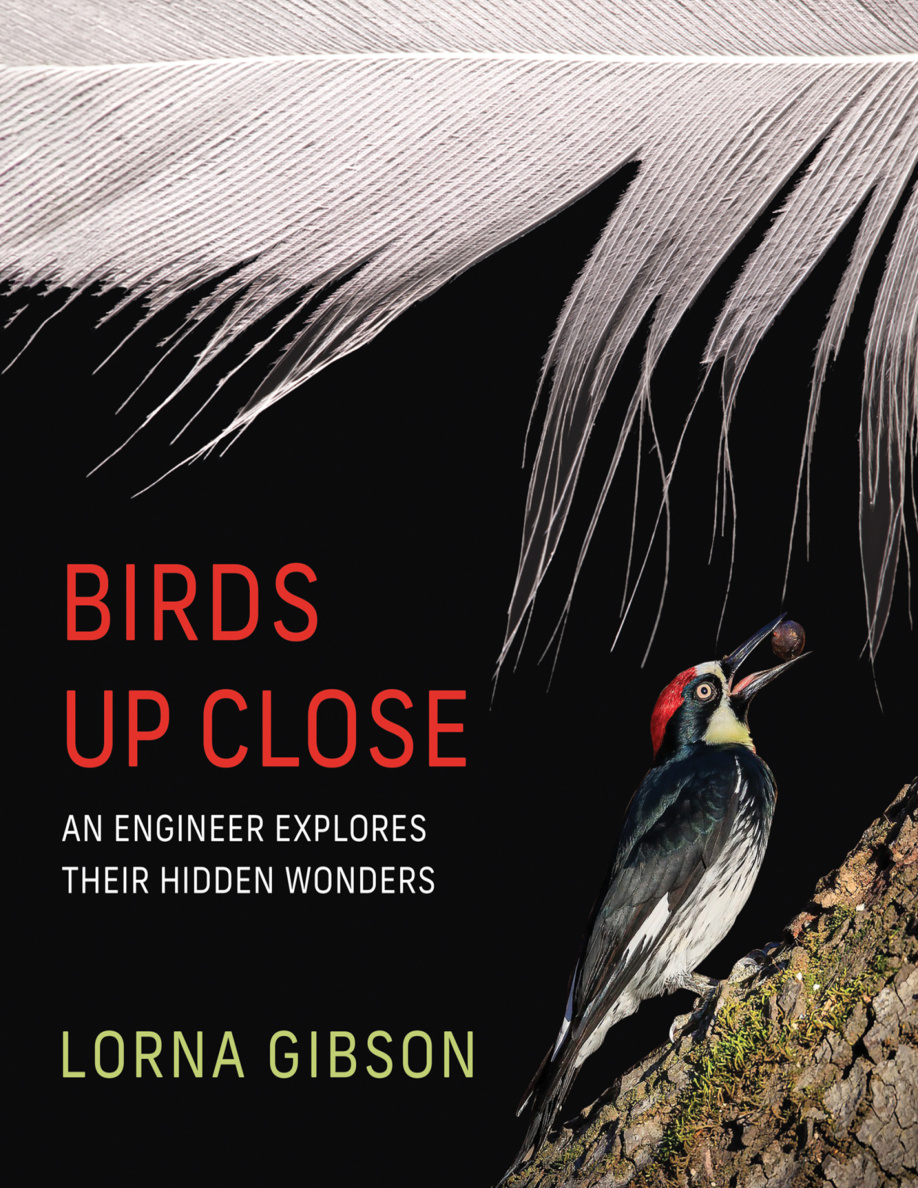 Birds Up Close PDF Download