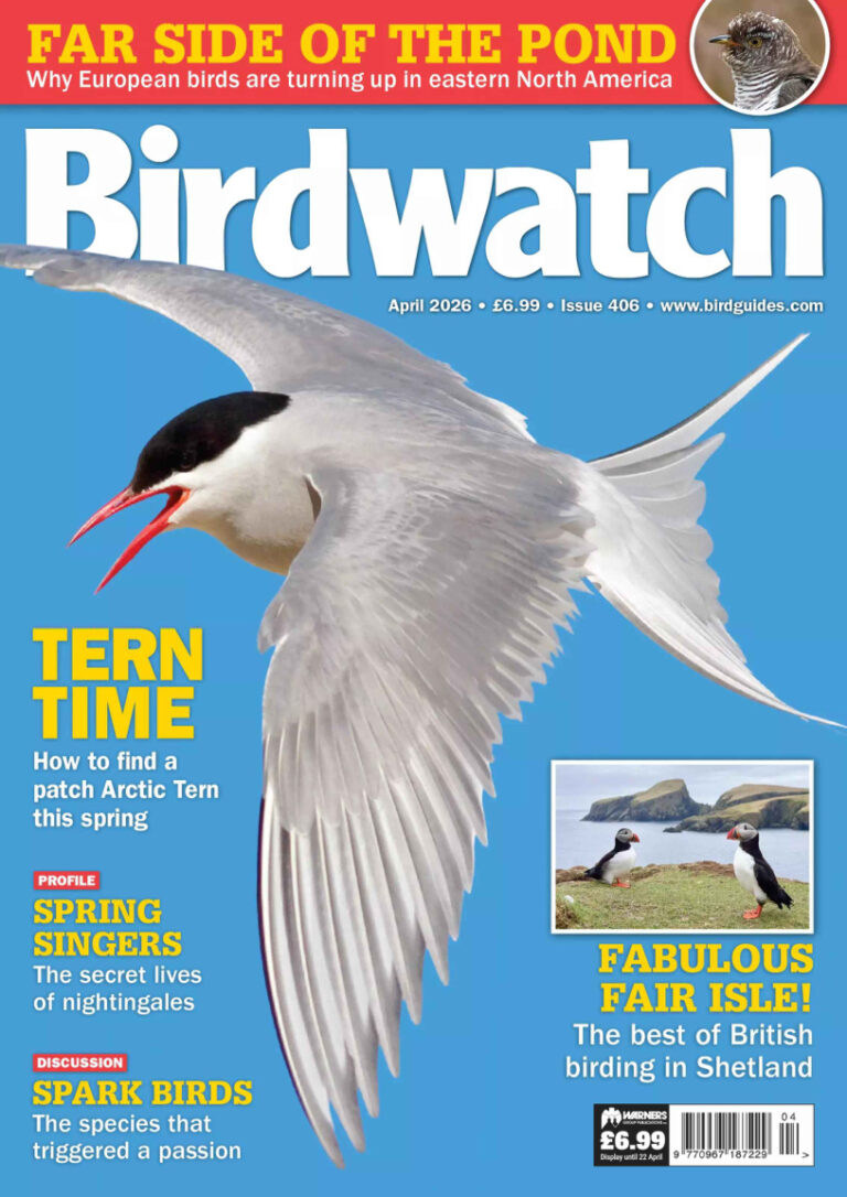 Birdwatch UK Issue 406 April 2026 Birdwatch UK Kitap Kapağı