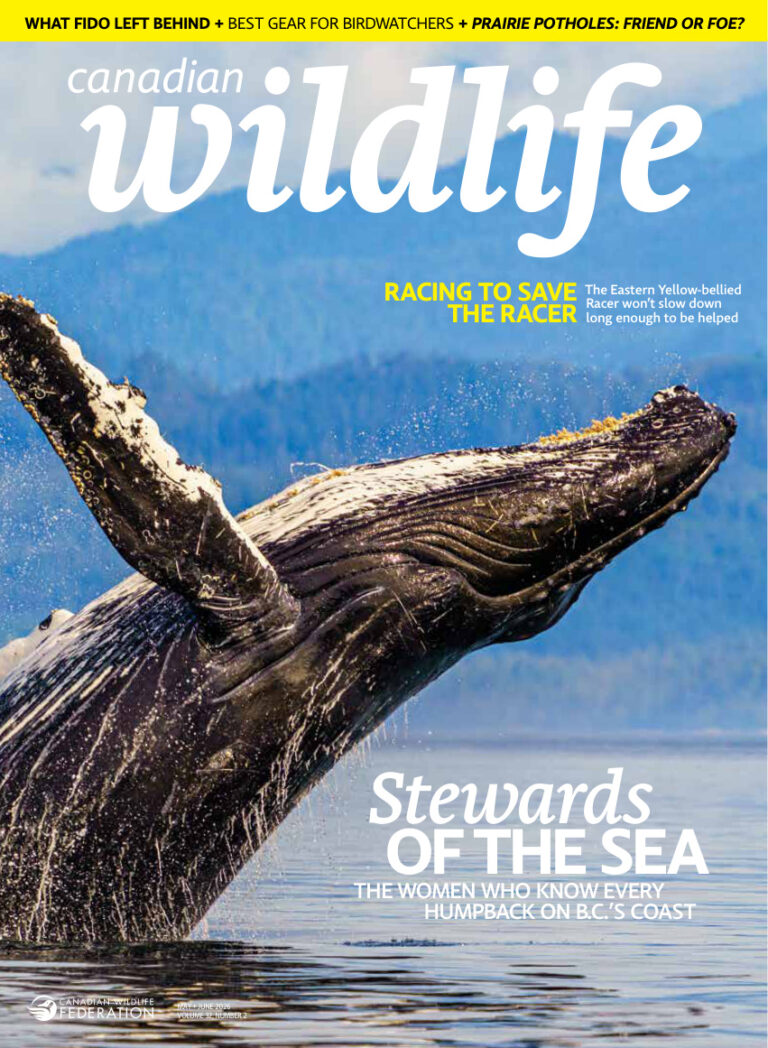 Canadian Wildlife Vol 32 No 2 MayJune 2026 Canadian Wildlife Kitap Kapağı