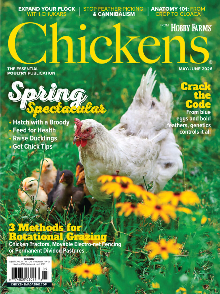 Chickens MayJune 2026 Chickens Kitap Kapağı