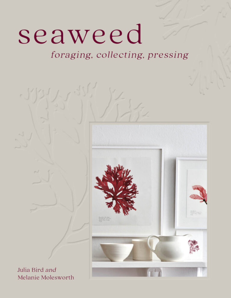 Seaweed Melanie Molesworth Julia Bird Kitap Kapağı