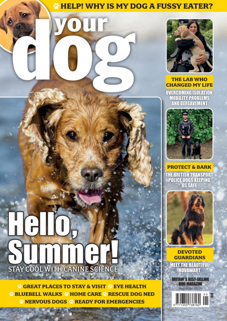 Your Dog May 2026 Your Dog Kitap Kapağı