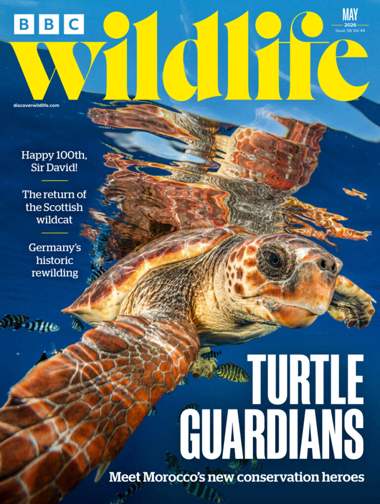 BBC Wildlife Magazine Vol 44 Issue 06 May 2026 BBC Wildlife Magazine Kitap Kapağı