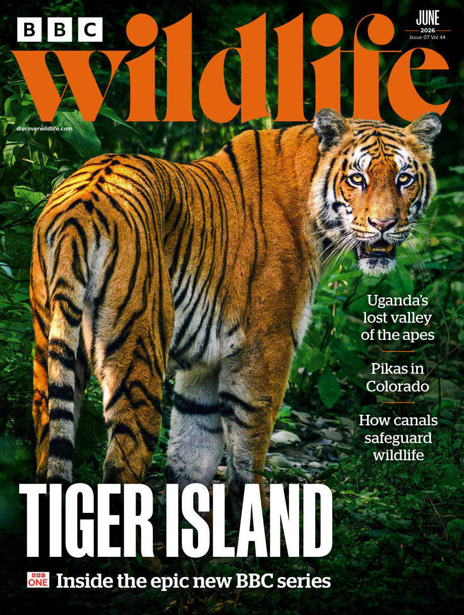 BBC Wildlife Magazine - Vol 44 Issue 07 June 2026 PDF Download