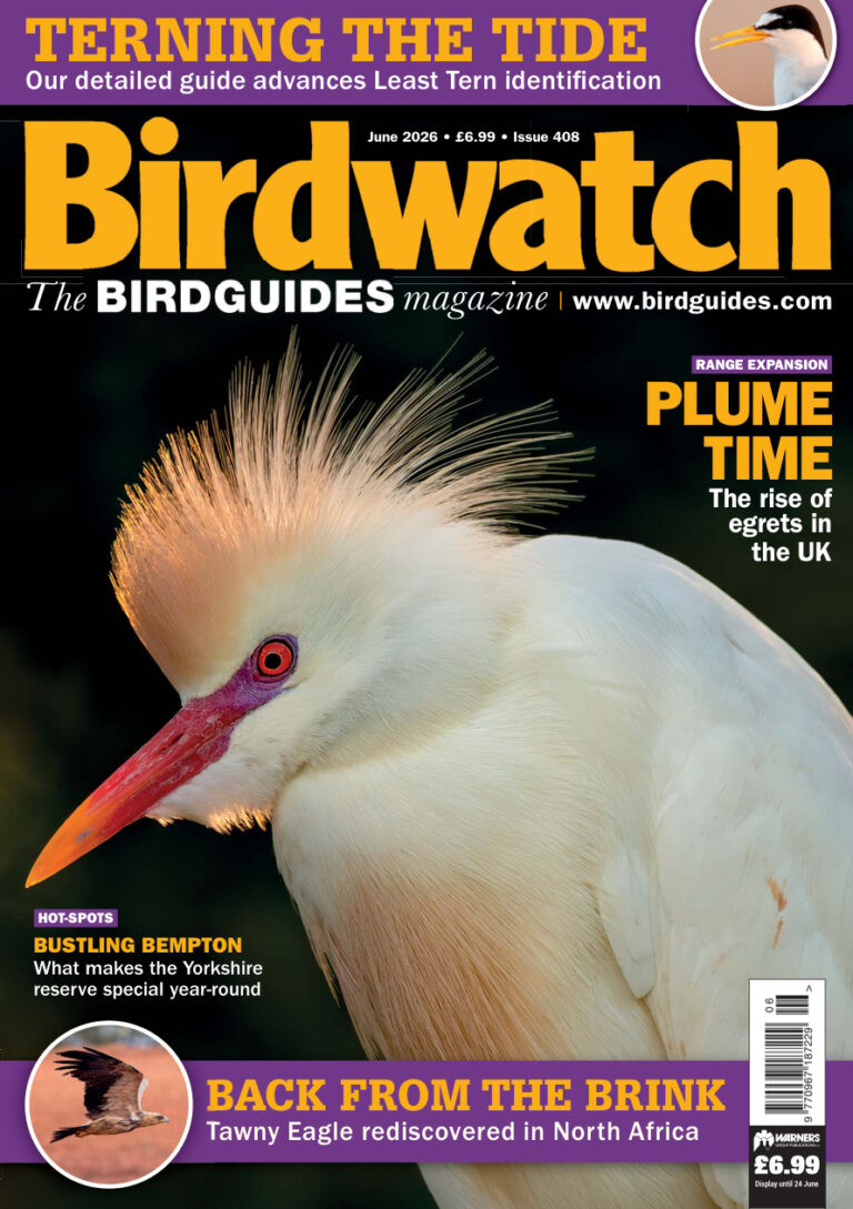 Birdwatch UK Issue 408 June 2026 Birdwatch UK Kitap Kapağı