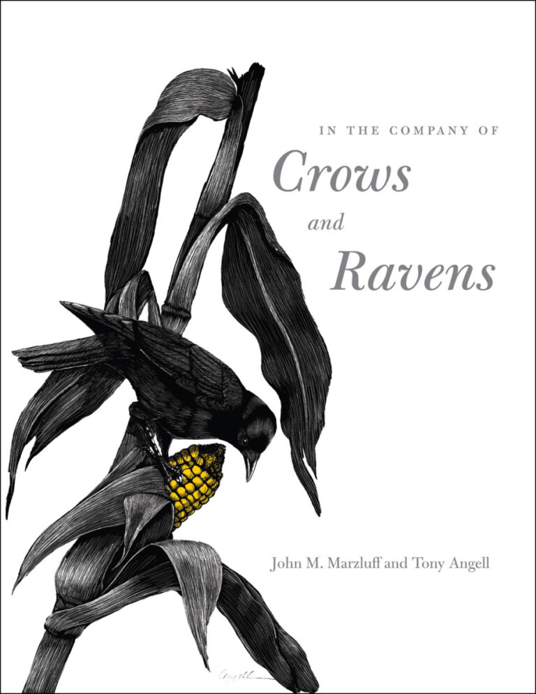 In The Company Of Crows And Ravens John Marzluff Kitap Kapağı