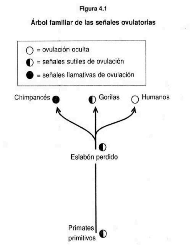 Por que es divertido el sexo Jared Diamond Kitap Kapağı