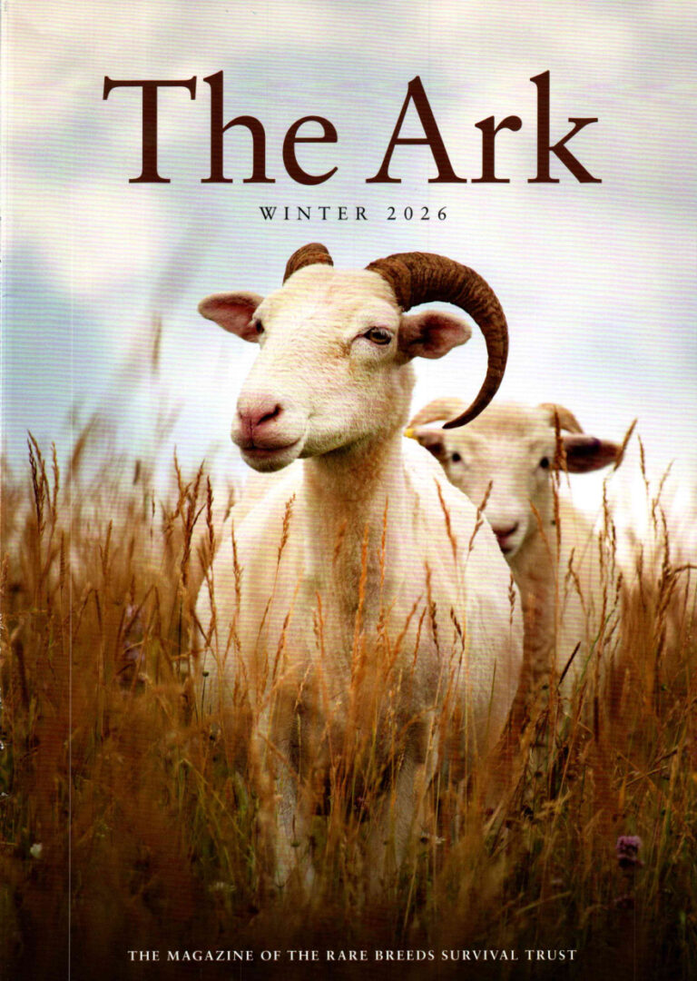 The Ark Winter 2026 The Ark Kitap Kapağı