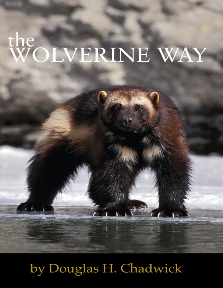 The Wolverine Way Douglas H Chadwick Kitap Kapağı