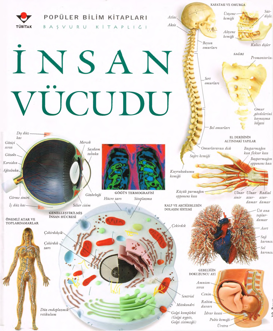 İnsan Vücudu (TUBİTAK) PDF – Kolektif / Dorling Kindersley
