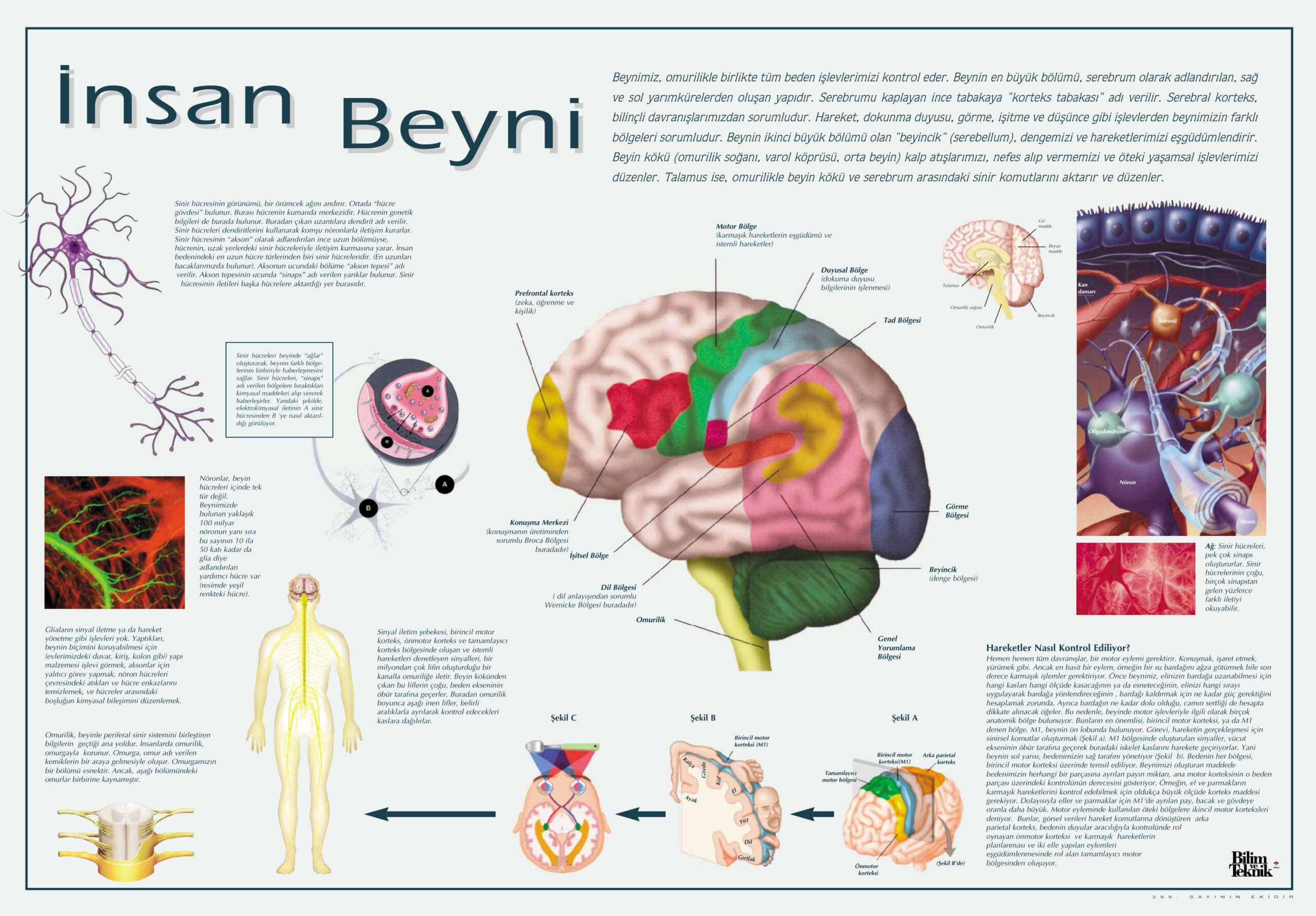 İnsan Beyni ve Bellek PDF – Bilinmiyor / Bilimsel Kolektif