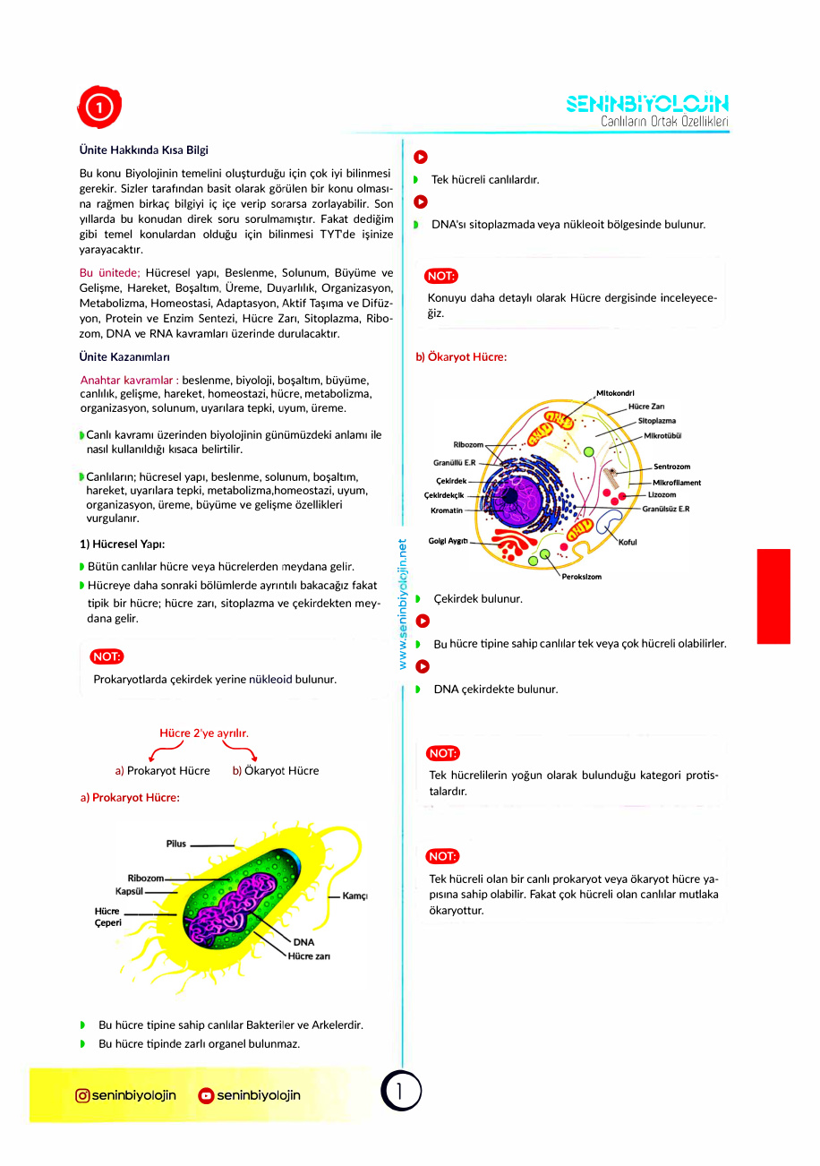 Senin Biyolojin: Renkli Notlar PDF İndir – Senin Biyolojin